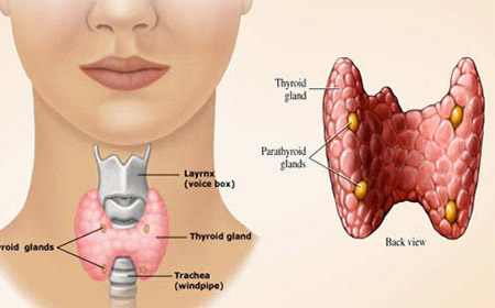 Ayurvedic Medicine For Thyroid