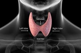 Ayurvedic Medicine For Thyroid